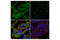 Syntaxin 4 antibody, 67657S, Cell Signaling Technology, Immunocytochemistry image 
