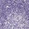 Boule Homolog, RNA Binding Protein antibody, NBP2-33538, Novus Biologicals, Immunohistochemistry paraffin image 