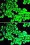 G3BP Stress Granule Assembly Factor 1 antibody, LS-C333996, Lifespan Biosciences, Immunofluorescence image 