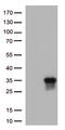 TNF Superfamily Member 9 antibody, M06032, Boster Biological Technology, Western Blot image 