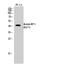 Jun Proto-Oncogene, AP-1 Transcription Factor Subunit antibody, STJ97229, St John