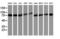 Putative endoplasmin-like protein antibody, LS-C173705, Lifespan Biosciences, Western Blot image 