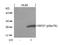 Heat Shock Protein Family B (Small) Member 1 antibody, GTX50276, GeneTex, Western Blot image 