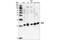 Phosphatidylethanolamine Binding Protein 1 antibody, 4742S, Cell Signaling Technology, Western Blot image 