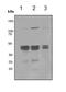 Egl-9 Family Hypoxia Inducible Factor 2 antibody, ab113077, Abcam, Western Blot image 