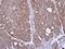 Hydroxyacylglutathione Hydrolase antibody, PA5-28292, Invitrogen Antibodies, Immunohistochemistry paraffin image 