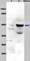 Legumain antibody, orb5765, Biorbyt, Western Blot image 