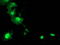 Leukocyte Receptor Cluster Member 1 antibody, LS-C173073, Lifespan Biosciences, Immunofluorescence image 