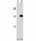 Cyclin Dependent Kinase Inhibitor 2B antibody, F42339-0.4ML, NSJ Bioreagents, Western Blot image 