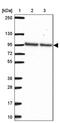 Pseudouridine Synthase 7 Like antibody, PA5-63265, Invitrogen Antibodies, Western Blot image 