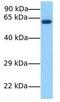 Anti-Mullerian Hormone antibody, GTX45442, GeneTex, Western Blot image 