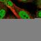 Kelch Domain Containing 3 antibody, HPA030131, Atlas Antibodies, Immunofluorescence image 