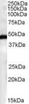 F-box/LRR-repeat protein 2 antibody, PA1-31317, Invitrogen Antibodies, Western Blot image 