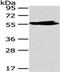 Membrane Palmitoylated Protein 6 antibody, CSB-PA172190, Cusabio, Western Blot image 