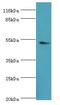 Dopamine Receptor D5 antibody, LS-C369563, Lifespan Biosciences, Western Blot image 