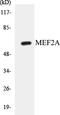 Myocyte Enhancer Factor 2A antibody, EKC1359, Boster Biological Technology, Western Blot image 
