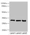 Ketohexokinase antibody, LS-C675942, Lifespan Biosciences, Western Blot image 