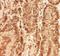 Vestigial Like Family Member 4 antibody, NBP2-38421, Novus Biologicals, Immunohistochemistry paraffin image 