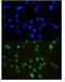 Cyclin Dependent Kinase Inhibitor 1B antibody, PB9070, Boster Biological Technology, Immunofluorescence image 