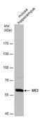 NADP-dependent malic enzyme, mitochondrial antibody, PA5-78624, Invitrogen Antibodies, Western Blot image 