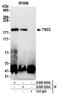 TSC Complex Subunit 2 antibody, A300-526A, Bethyl Labs, Immunoprecipitation image 