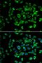 Nas7 antibody, PA5-77076, Invitrogen Antibodies, Immunofluorescence image 