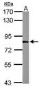 SRBP1 antibody, PA5-29641, Invitrogen Antibodies, Western Blot image 