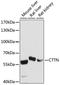 Cortactin antibody, LS-C750030, Lifespan Biosciences, Western Blot image 