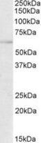 Transcription Factor EB antibody, MBS420811, MyBioSource, Western Blot image 