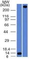 Von Willebrand Factor antibody, GTX35169, GeneTex, Western Blot image 