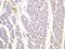 Solute Carrier Family 2 Member 1 antibody, ab115730, Abcam, Immunohistochemistry paraffin image 