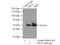 Drebrin Like antibody, 13015-1-AP, Proteintech Group, Immunoprecipitation image 