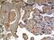 Epiregulin antibody, NBP2-12285, Novus Biologicals, Immunohistochemistry paraffin image 