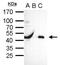 POU Class 5 Homeobox 1 antibody, GTX100622, GeneTex, Immunoprecipitation image 