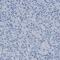 GM2/GD2 synthase antibody, NBP1-88663, Novus Biologicals, Immunohistochemistry paraffin image 