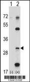 Proteasome Subunit Beta 5 antibody, 57-791, ProSci, Western Blot image 