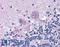 Rho GTPase-activating protein 33 antibody, LS-B1760, Lifespan Biosciences, Immunohistochemistry frozen image 