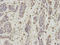 Proteasome Subunit Alpha 1 antibody, LS-B14879, Lifespan Biosciences, Immunohistochemistry frozen image 