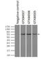 Fermitin Family Member 2 antibody, GTX84507, GeneTex, Immunoprecipitation image 