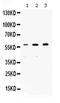 Non-POU Domain Containing Octamer Binding antibody, PA5-79748, Invitrogen Antibodies, Western Blot image 