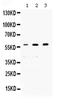 Non-POU Domain Containing Octamer Binding antibody, PA5-79748, Invitrogen Antibodies, Western Blot image 