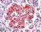Asparaginase Like 1 antibody, 46-628, ProSci, Western Blot image 