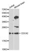 Cell Division Cycle 42 antibody, abx001102, Abbexa, Western Blot image 