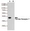 Toll Like Receptor 7 antibody, STJ99313, St John