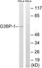 G3BP Stress Granule Assembly Factor 1 antibody, LS-C118123, Lifespan Biosciences, Western Blot image 