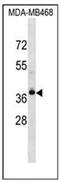 LPA4 antibody, AP52516PU-N, Origene, Western Blot image 