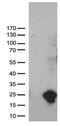 Ubiquitin Conjugating Enzyme E2 N Like (Gene/Pseudogene) antibody, CF812448, Origene, Western Blot image 