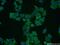 Phospholipase D1 antibody, 18355-1-AP, Proteintech Group, Immunofluorescence image 