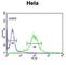 Mastermind Like Transcriptional Coactivator 3 antibody, abx032956, Abbexa, Western Blot image 