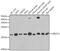 Ubiquitin Conjugating Enzyme E2 V1 antibody, GTX16444, GeneTex, Western Blot image 